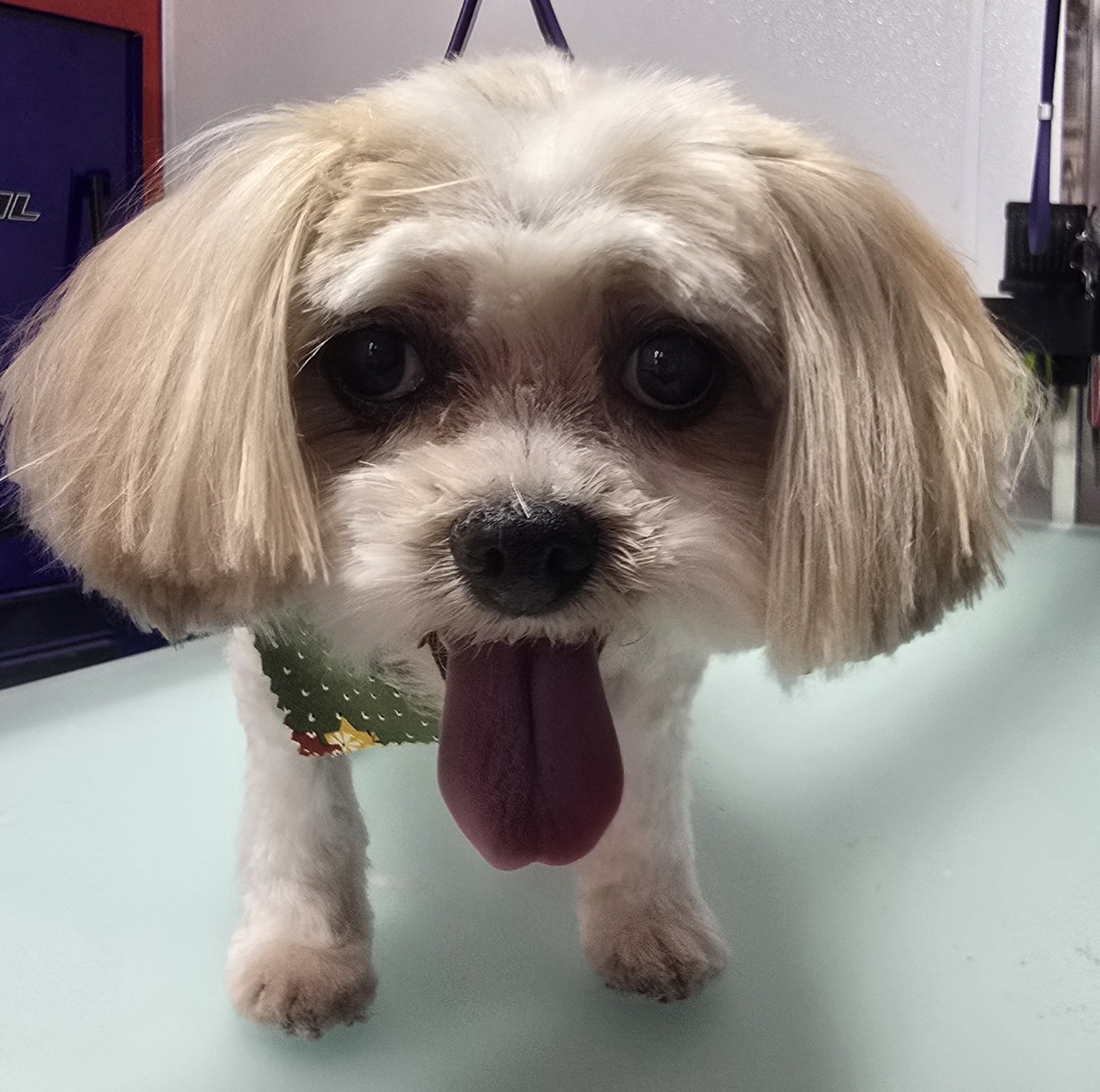 A shaggy little dog peeking up after a fresh trim