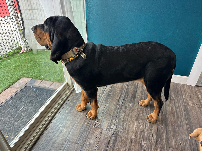 A black-and-tan hound stretching by the front door