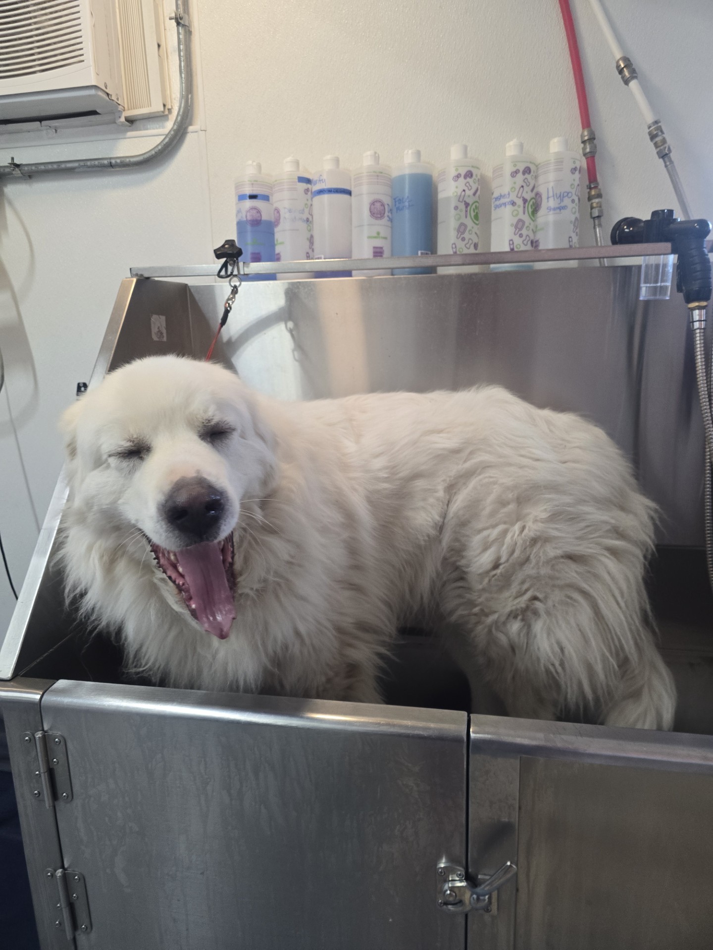 A sleepy great pyrenees getting freshened up in the wash bay