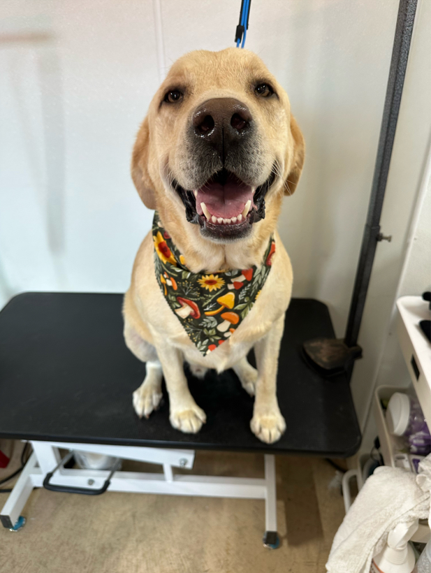 A smiling yellow Labrador in a sunflower bandana on the grooming table