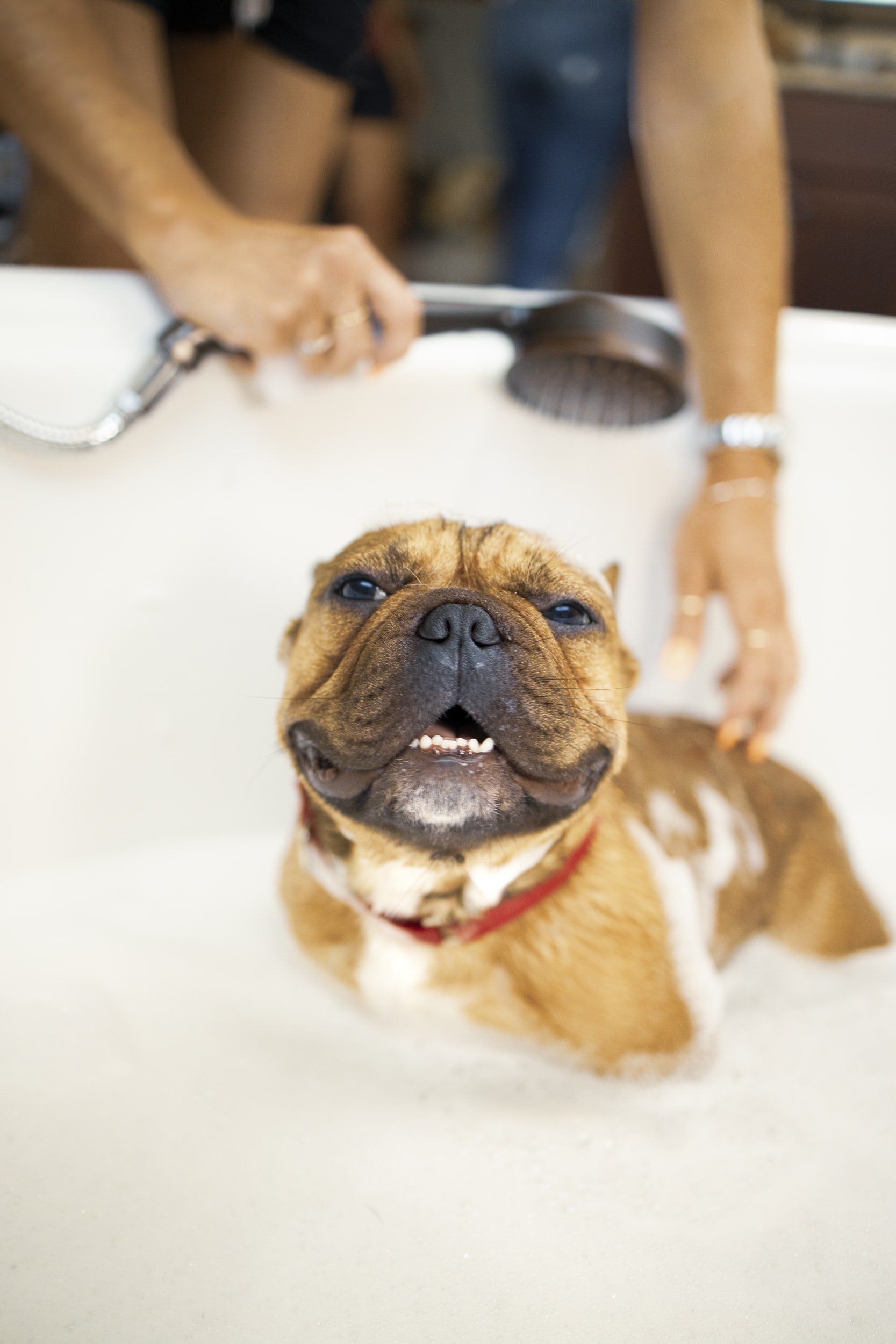A happy French bulldog getting a warm bath at Country Barn Grooming