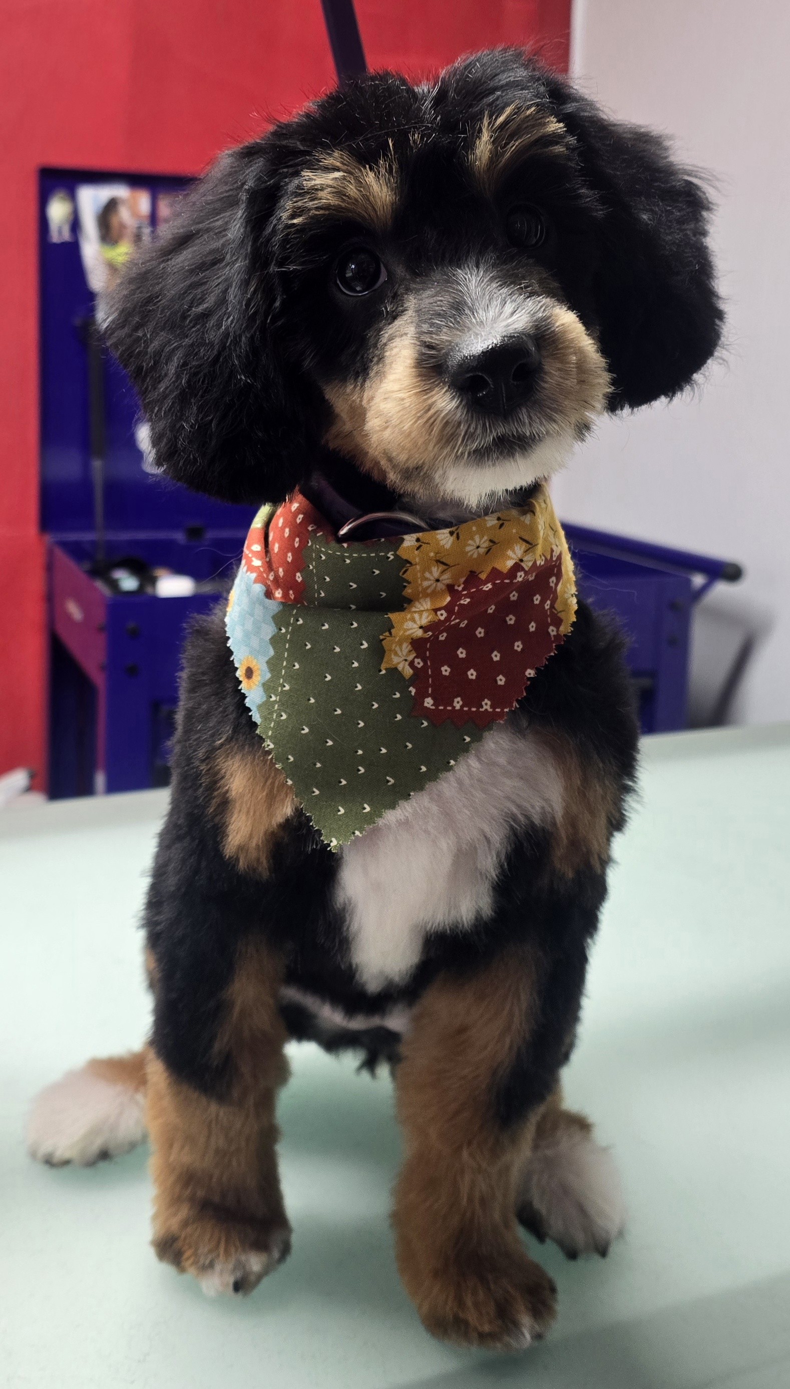 Pampered pup #5