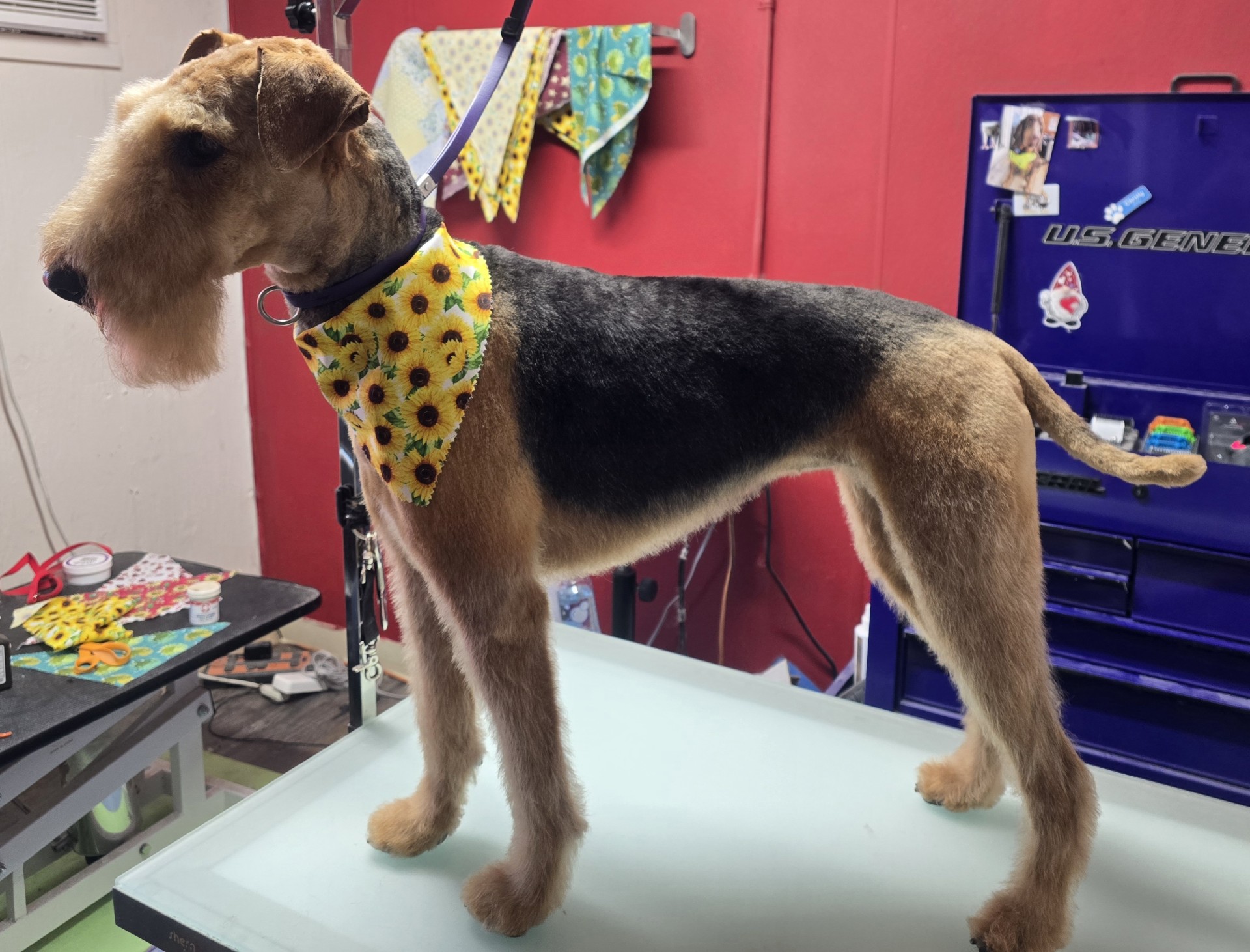 A freshly groomed Airedale terrier in a sunflower bandana standing on the grooming table